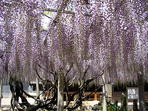 ���ގ��̂ӂ��I